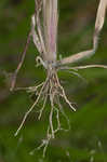 Wiry panicgrass